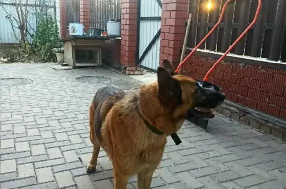 Найдена собака на Основной улице, Пенза
