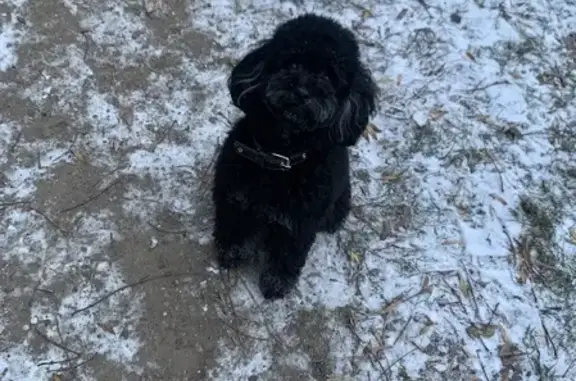 Собаки потеряшки, Санкт-Петербург, фото: Потеряшка пудель Лаки на улице Нахимова, СПб