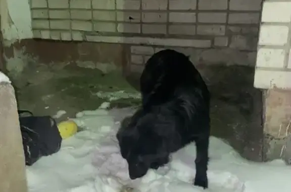 Найдена домашняя собака на Олонецкой 4, нужна помощь!