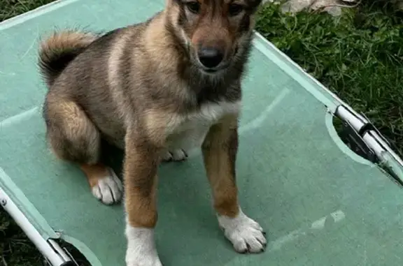 Собаки потеряшки, Нижний Новгород, фото: Потеряшка собака Лайка, возраст 6 мес., оранжевый ошейник, убежала за другой собакой 22Н-2646.