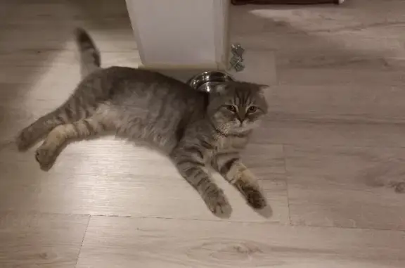 Найден домашний котик на улице Баранова, 12