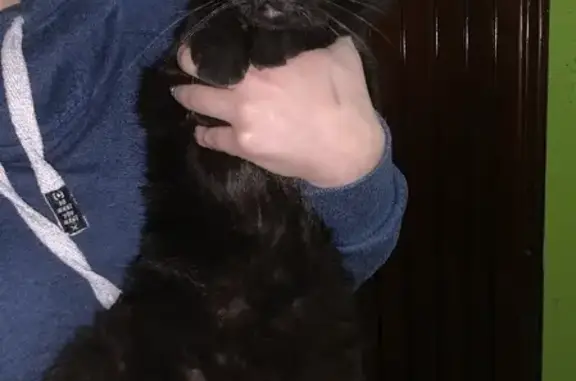 Найден котик на Димитрова 118 в Брянске