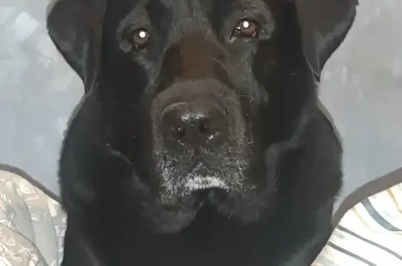 Собаки потеряшки, Санкт-Петербург, фото: Потеряшка собака Вилли на ул. Маршала Тухачевского, СПб.