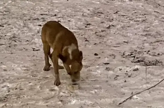Найден пугливый рыжий пёс без ошейника на бульваре Интернационалистов 6 к3