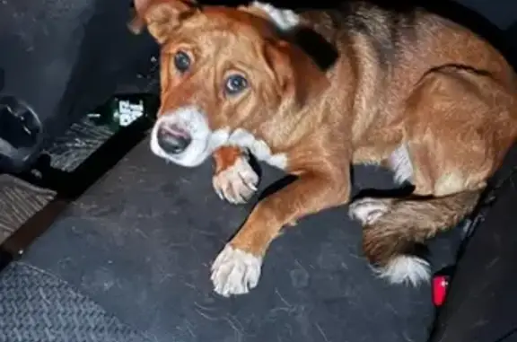 Собака найдена на остановке Кузбасская, живет на Удмуртской 3