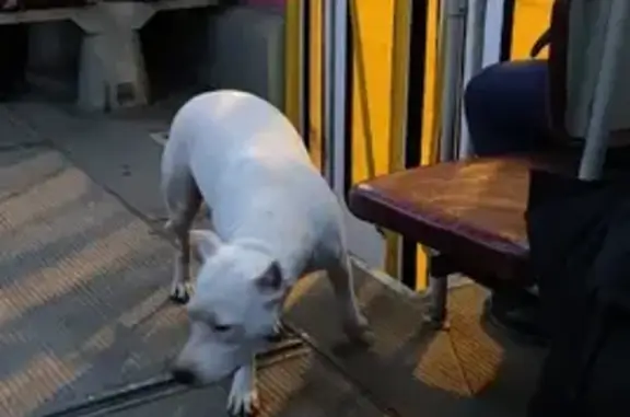 Найдена собака на улице Ставропольской, 74 в Самаре