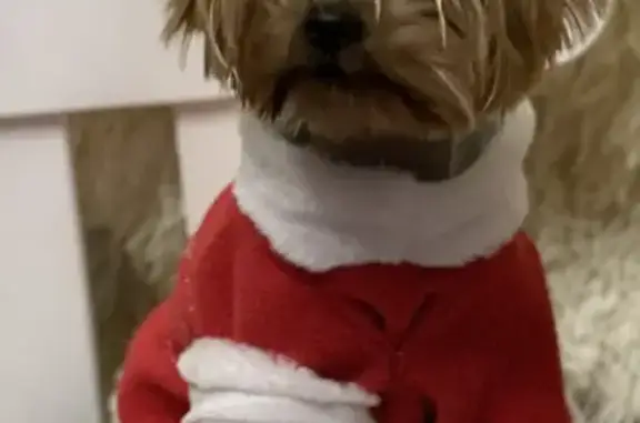 Собаки потеряшки, Москва, фото: Потеряшка собака Мия в Богородском округе