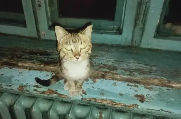 Найдена кошка на ул. Зоотехнической в Чите