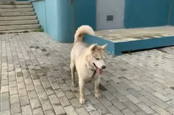 Пропала собака на Верейской улице, Москва