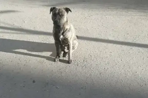 Найденные животные Ростов-на-Дону, фото: Собака Стафф темно-тигристый мальчик на Жмайлова, 4 к5, Ростов-на-Дону