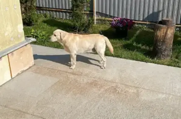 Собаки потеряшки, Москва, фото: Потеряшка палевый Лабрадор на Полевой улице (Московская обл.)