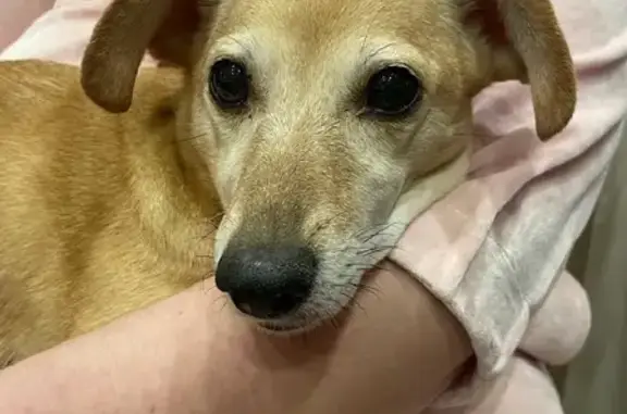 Найденные животные Нижний Новгород, фото: Найдена собака возле Гордеевского универмага: ищет хозяина на улице Генерала Зимина.