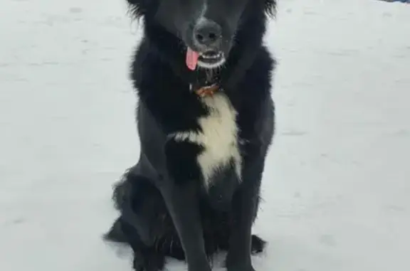Собаки потеряшки, Москва, фото: Потеряшка собака Бутуз возле Куровского кладбища (46Н-07950)