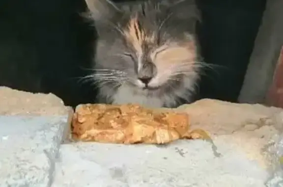 Найдена кошка на улице Вагжанова, 78