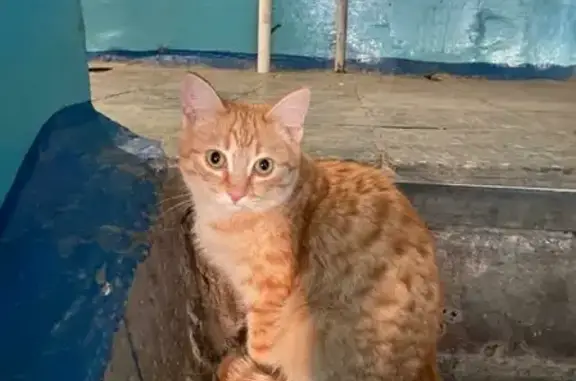 Найдена рыжая кошка в Ленинском районе