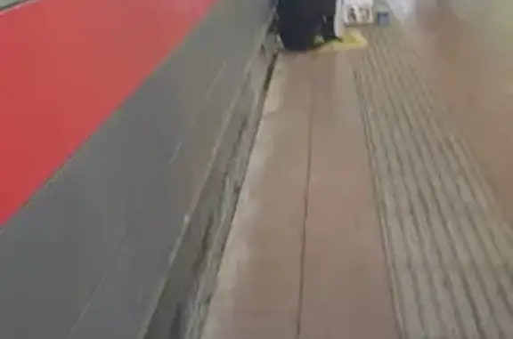 Найдена собака возле станции Электрозаводская, ищем хозяина!