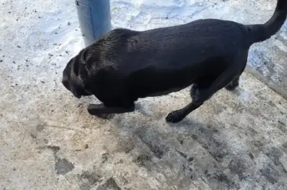 Потерянные животные Томск, фото: Пропала собака на Красноармейской, Томск