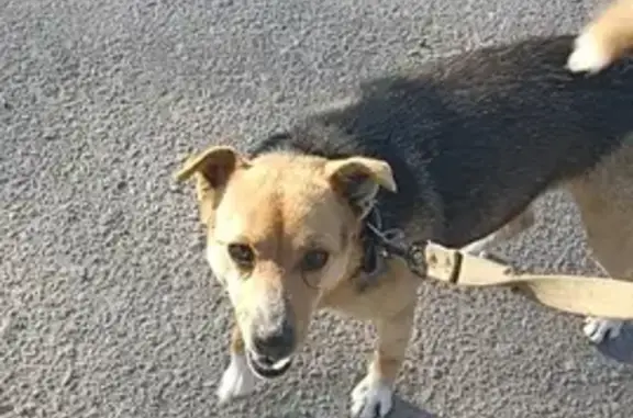 Пропала собака на Новоленинградской улице, Тамбов.