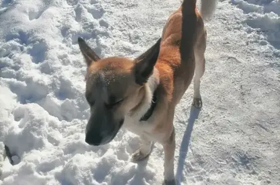 Найдена собака на улице Шеронова, 28 в Хабаровске
