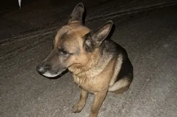 Собака найдена на 2-й Станционной улице, Новосибирск
