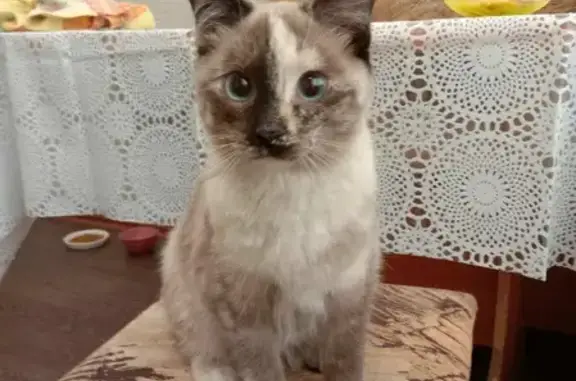 Кошка найдена на улице Конева, Омск