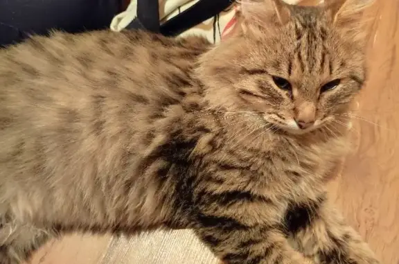 Найден котик на улице Правды, 22 в Дубне