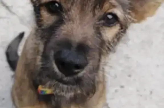 Пропала собака Дина на улице Аникина, 23
