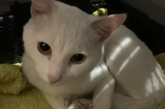 Найден мужской белый кот с необычным телосложением, ул. Кутузова, 43, Тула