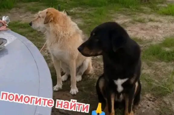 Собаки потеряшки, Нижний Новгород, фото: Потеряшка собака Мира на пр. Ленина, Н. Новгород