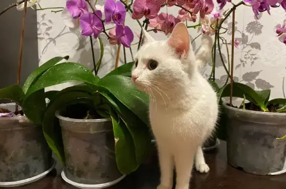 Найдена белая кошка на улице Героев Чубаровцев, 24, Томск