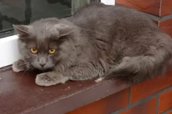 Домашняя кошка на Владимирской, Калининград