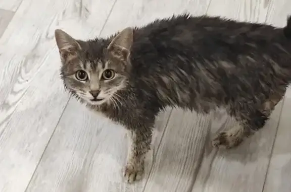 Найдена кошка Котёнок на ул. Химиков, 35 в Казани