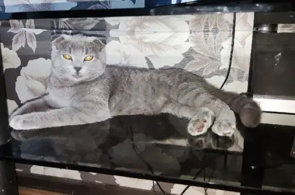 Потерянные животные Пенза, фото: Пропала кошка Василиса на Заливной улице, Пенза