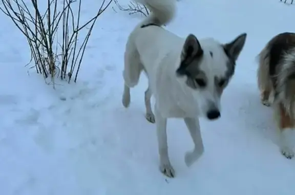 Собака на ул. Краснолесья, 119 в Екатеринбурге.