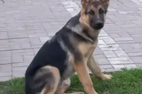 Пропала собака Байкал в районе Горнево-Клишово-Ложнево, вознаграждение
