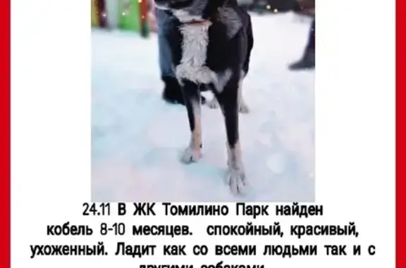 Собака найдена на Южно-Лыткаринской автодороге (Московская обл.)