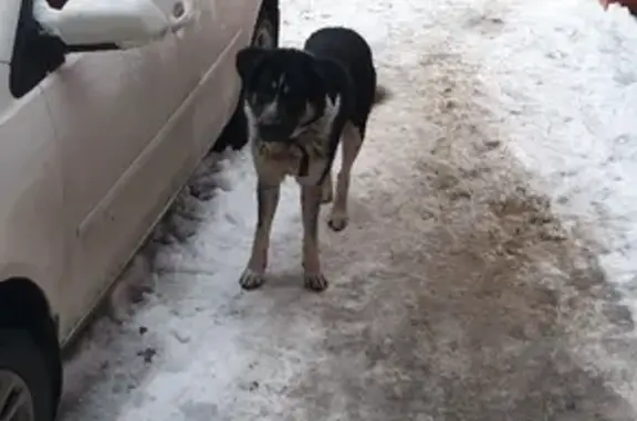 Найдена собака на улице Гоголя, 21А в Казани