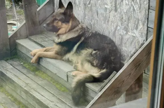 Пропала собака Рекс, видели на Кремлевской, 46, Тюмень