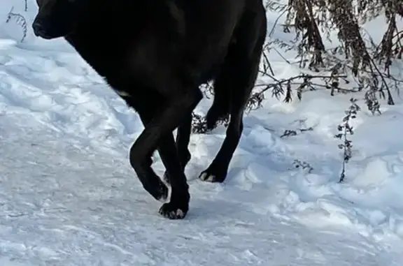 Найдена собака на Медынской, черный окрас с белыми пятнами