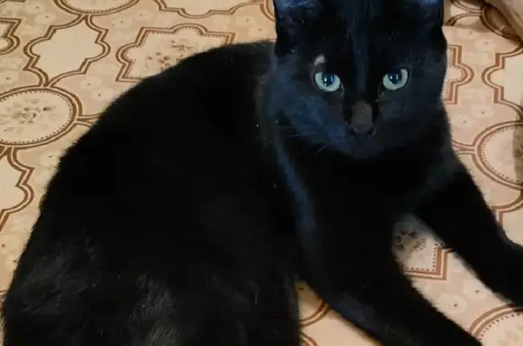 Пропала черная кошка на ул. Крупской, 30А в Братске