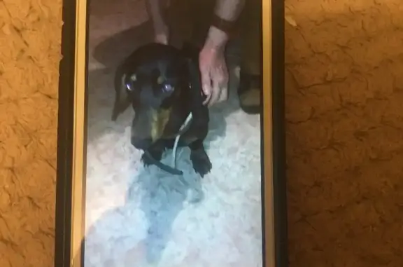 Собака Такса найдена на улице Чкалова, 160Б, Чита.