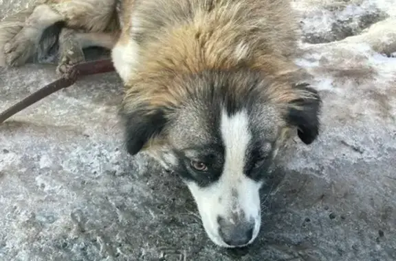 Найдена пятнистая собака на Пионерской, 13 к3, Королёв