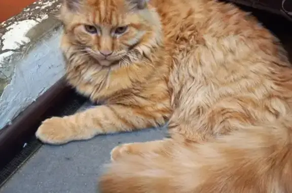 Пропала кошка на Партизанской улице