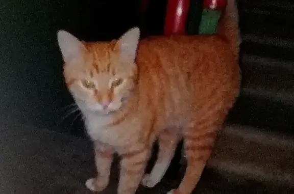 Найдена рыжая кошка на Калинина, 79А, Тула