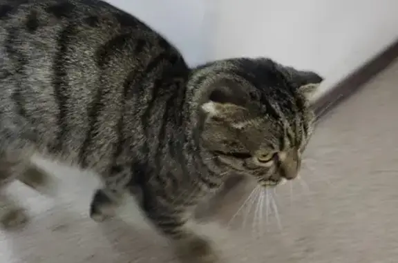 Найден вислоухий кот на ул. Сталеваров, 28, Челябинск
