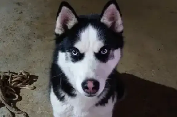 Собака Хаски найдена в Щёлково, Московская область