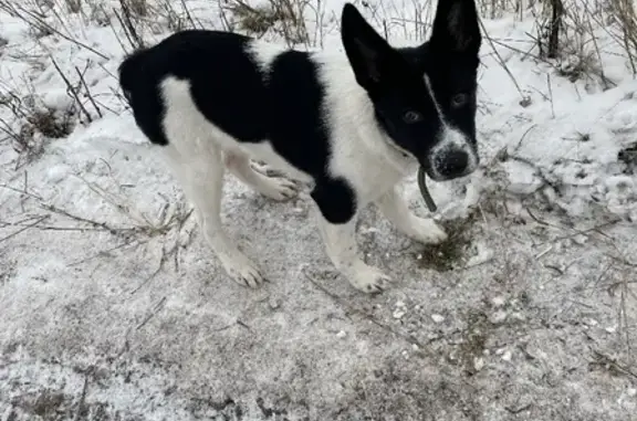 Собаки потеряшки, Рязань, фото: Потеряшка собака на Школьной улице, Рязань