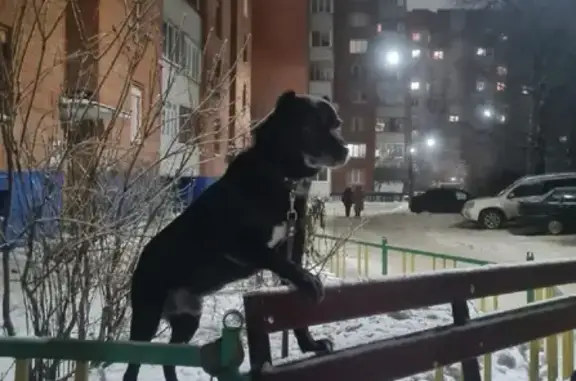 Собака без ошейника на Лапсарском проезде, Чебоксары.