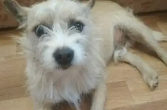 Собака найдена на ул. Чуйкова, 75 в Волгограде