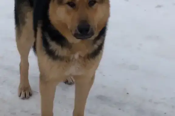 Найдена рыже-коричневая собака Метис в деревне Кекешево, ищем хозяина.